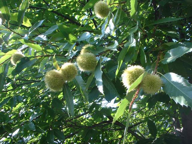  Image name: 19-castagne.jpg 
 width: 640 pixel 
 height: 480 pixel 
 Size: 75314 bytes 
 Click to enlarge 